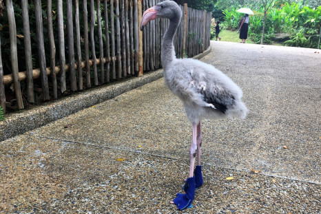 Baby flamingo with blue booties
