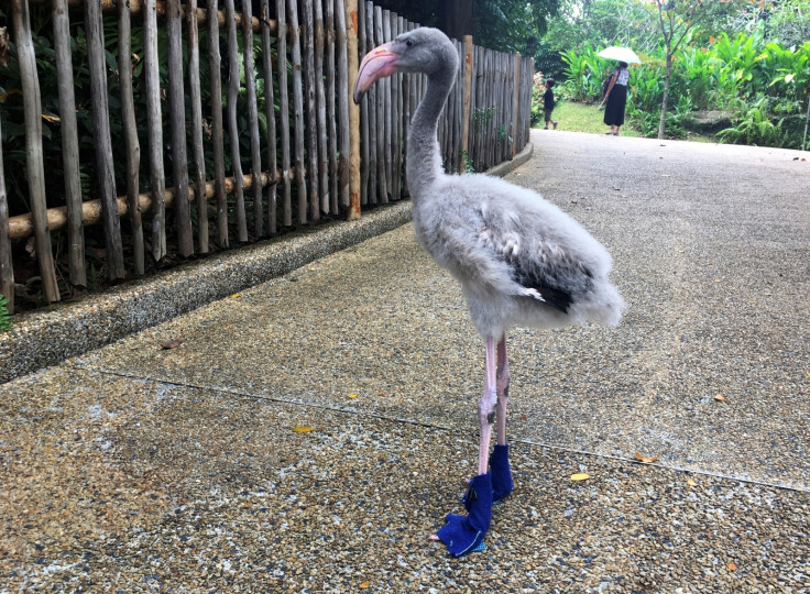 Baby flamingo with blue booties