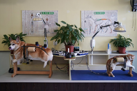 acupuncture cats dogs china
