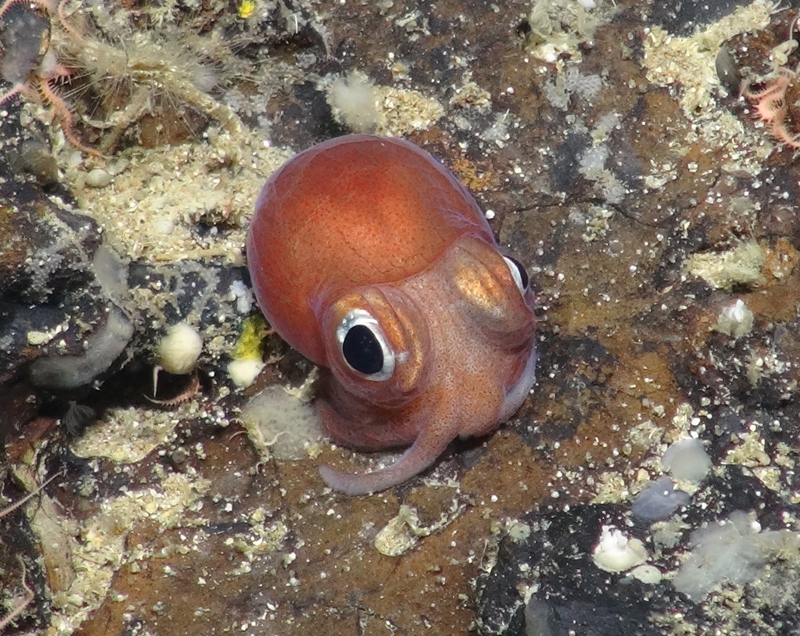 cute real life deep sea creatures