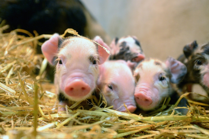 piglets