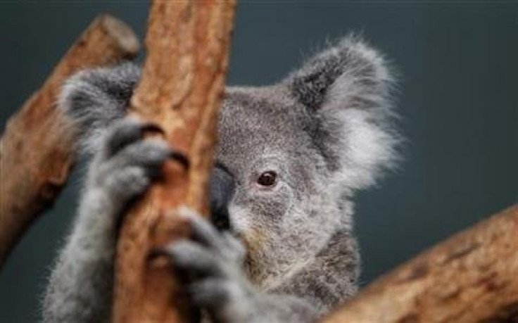 Senate Inquiry Urges More Government Measures to Protect Koalas