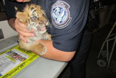 tiger cub