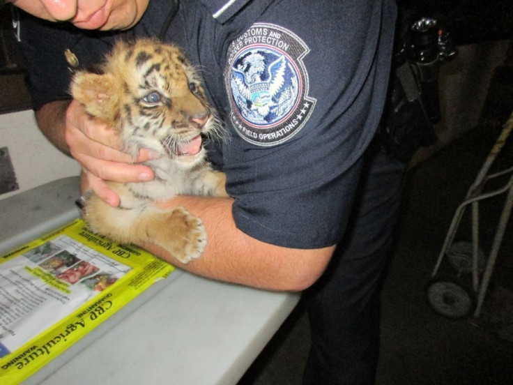 tiger cub