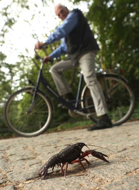 Berlin tiergarten crayfish krebse