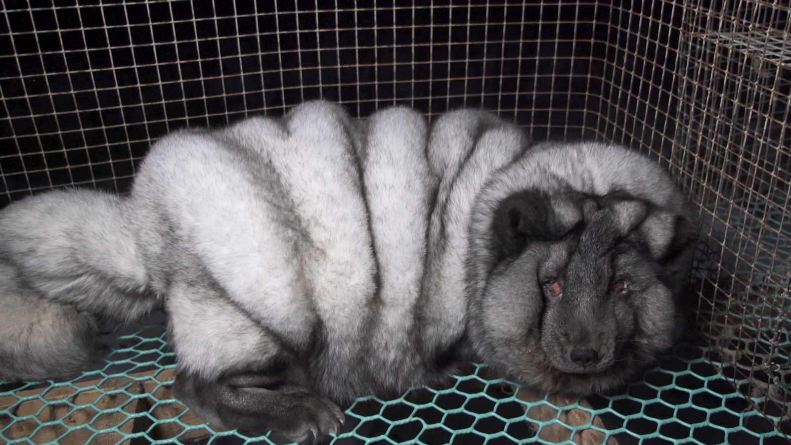 Video of obese 'monster foxes' shows shocking conditions on fur farms
