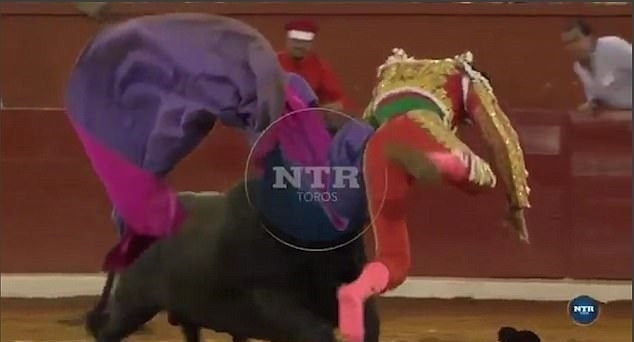 Matador impaled by bull Matador impaled by bull