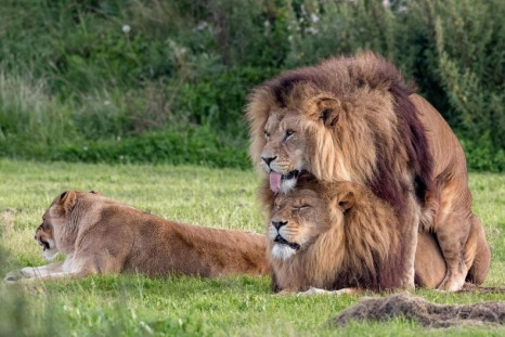Male lions mating