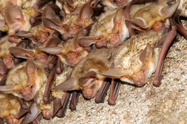 Pallid bats