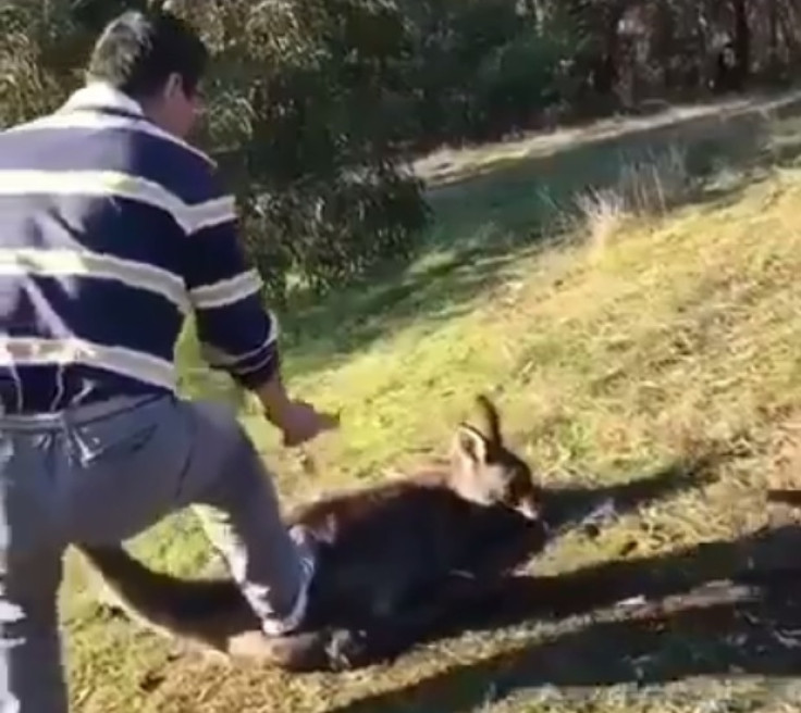 Kangaroo 