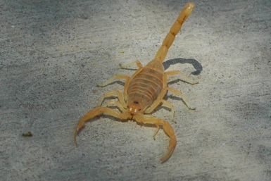 Arizona bark scorpion