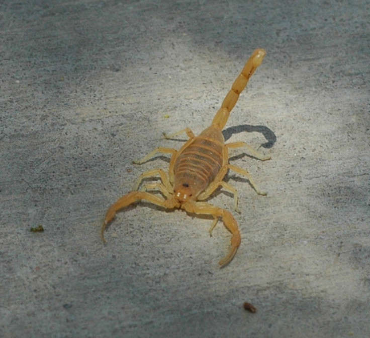 Arizona bark scorpion