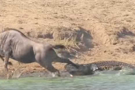 Wildebeest rescue by hippos