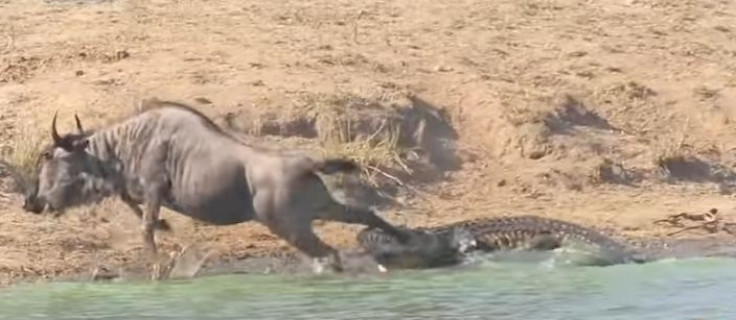 Wildebeest rescue by hippos