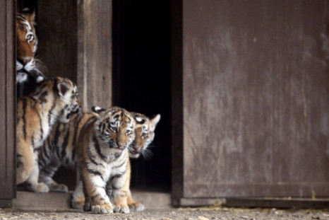 Tiger cubs are accompanied by their mother as they explore their outdoor in Cologne Zoo