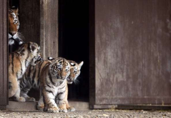 Tiger cubs are accompanied by their mother as they explore their outdoor in Cologne Zoo