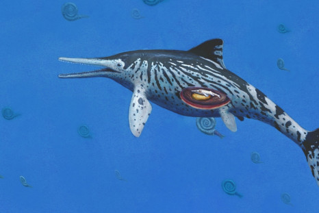 Ichthyosaurus sea dragon fossil