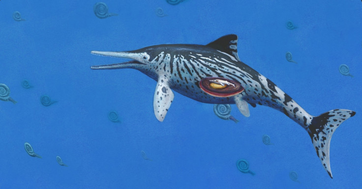 Ichthyosaurus sea dragon fossil