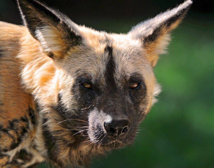 African wild dog