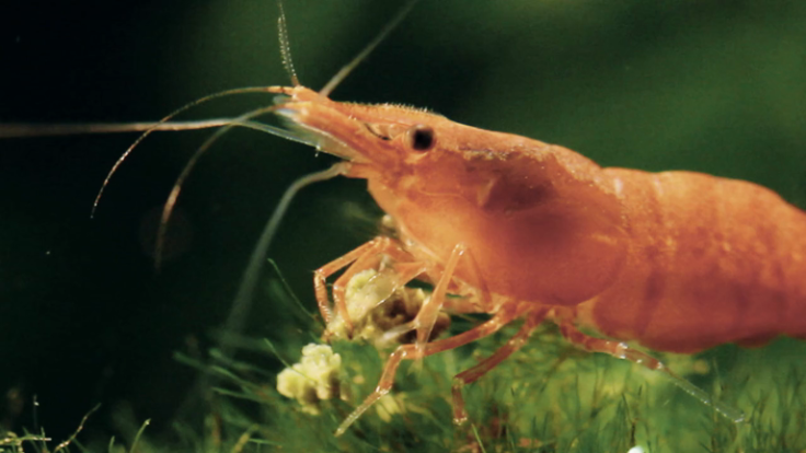 Female prawns have their eyes cut out so they can breed quicker