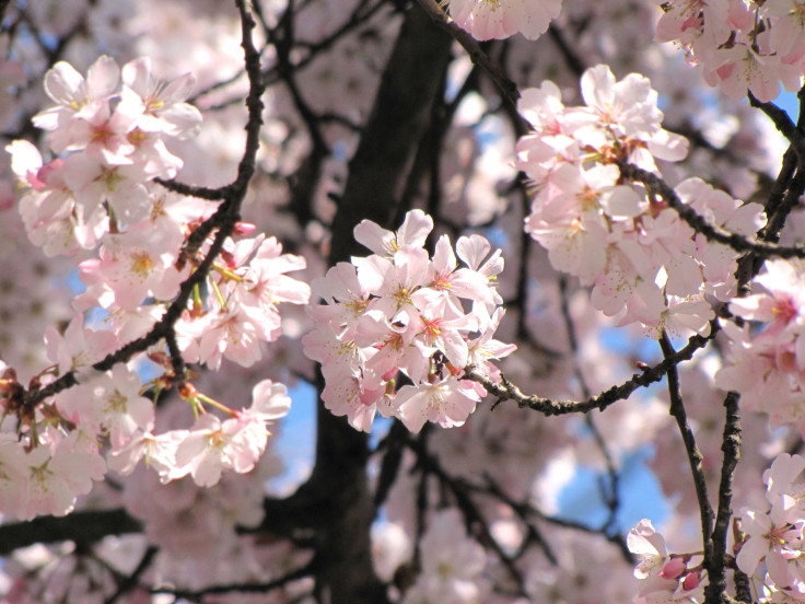 Cherry blossom