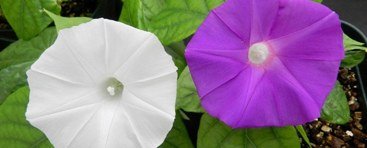 CRISPR flower colour changed