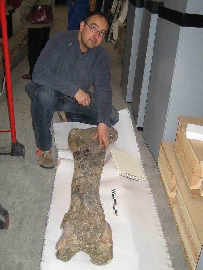 Palaeontologist Rafael Royo examines a Soriatitan golmayensis femur. (Photo: Rafael Royo/Dinopolis)