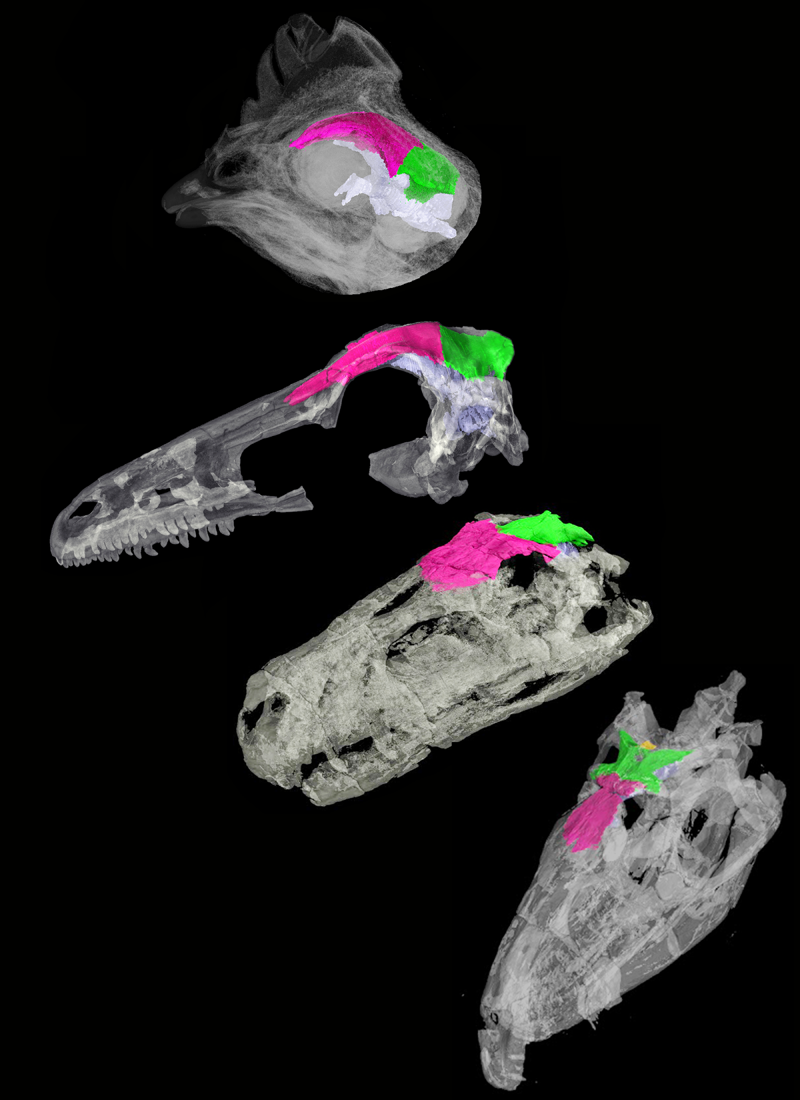 How Did Ferocious Dinosaurs Evolve Into Birds? Fossil Skulls Reveal All