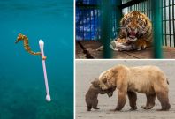 Wildlife Photographer of the Year 2017 Wildlife Photographer of the Year 2017