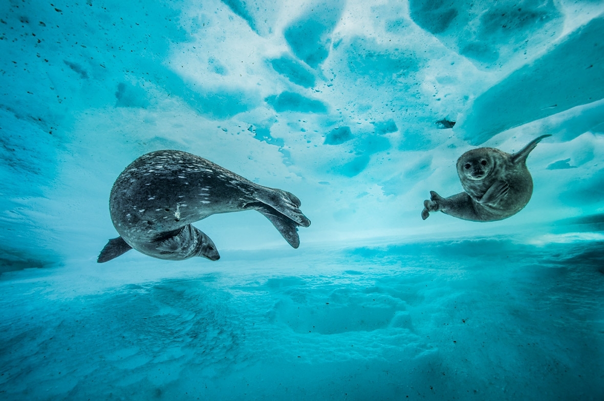 first-look-at-the-wildlife-photographer-of-the-year-2017-finalists