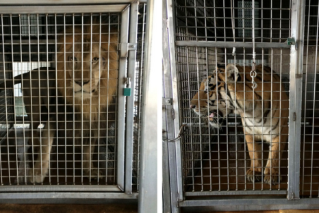Tigers and lions in Arkansas barn