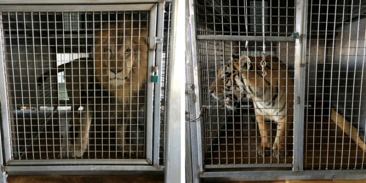 Tigers and lions in Arkansas barn