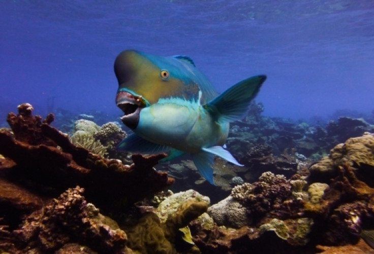 Steephead parrotfish
