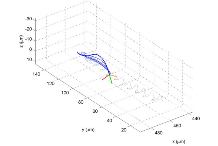 Flagellar beating pattern