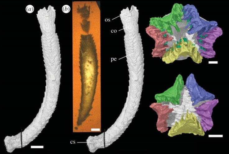 Starfish ancestor