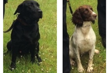 The first police sniffer dogs Rob (l) and Tweed trained to help police detect hidden digital storage devices paedophiles, terrorists and fraudsters were unveiled in the UK