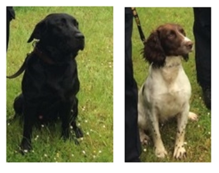 The first police sniffer dogs Rob (l) and Tweed trained to help police detect hidden digital storage devices paedophiles, terrorists and fraudsters were unveiled in the UK