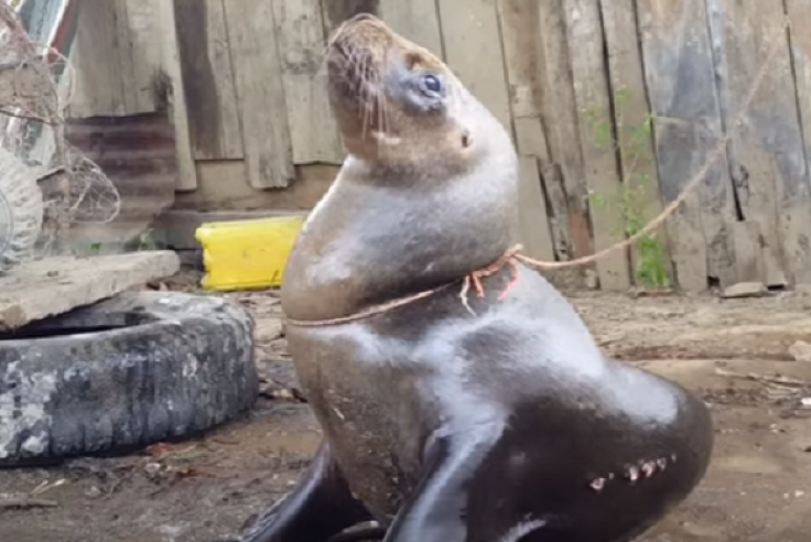 Sea Lion tied to tree