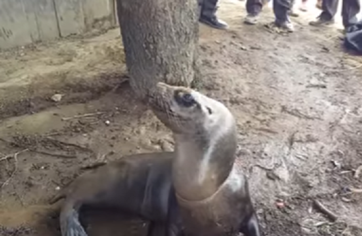 Sea Lion tied to tree