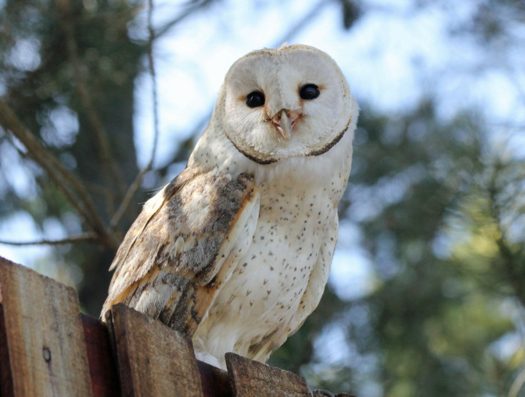 Barn owl hearing