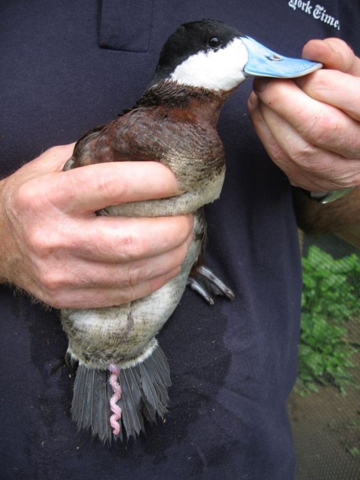 Ruddy duck