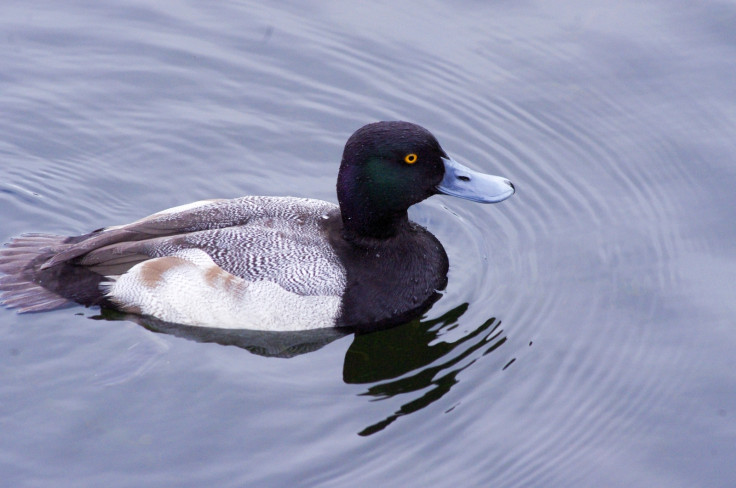 Lesser scaup