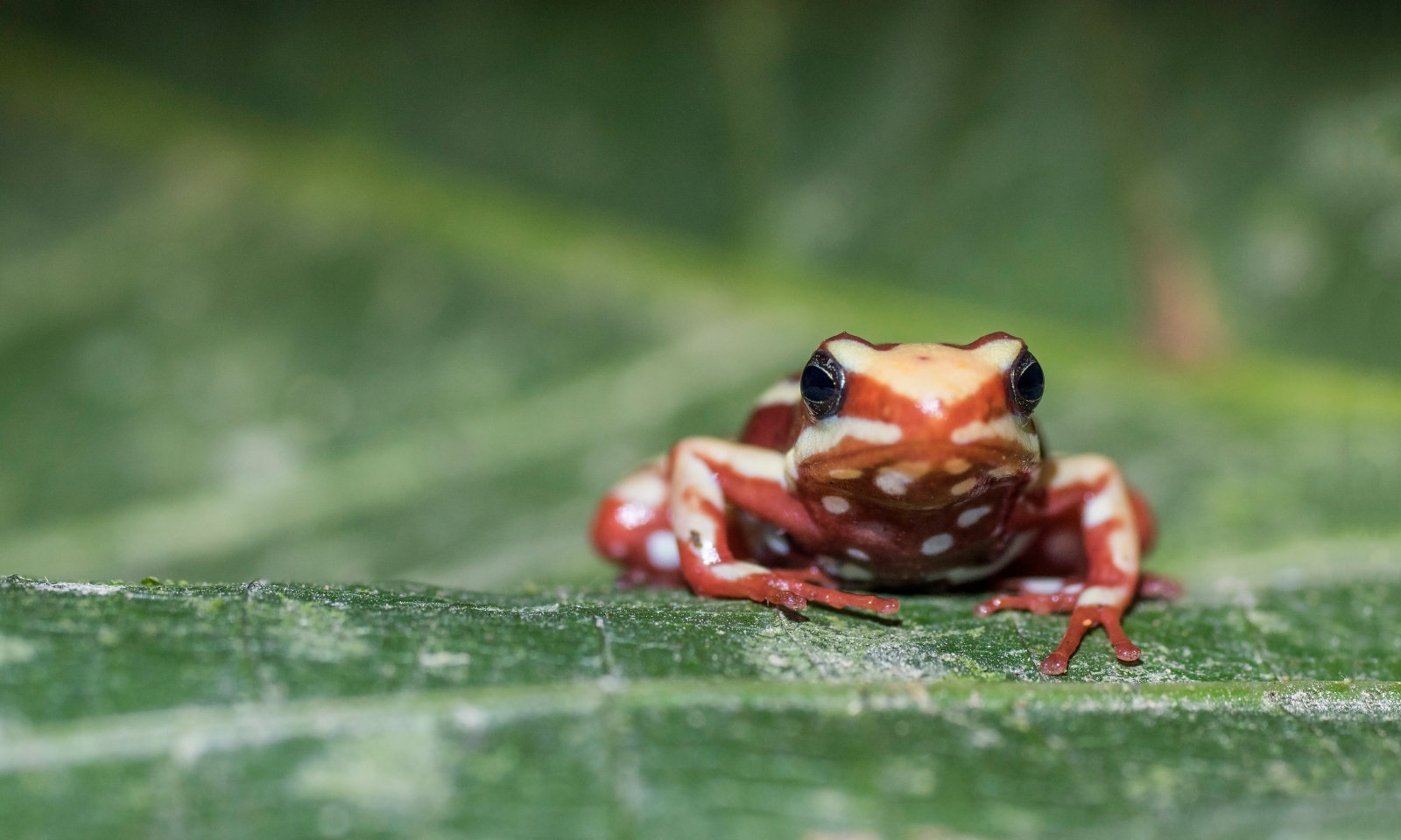 Mystery of how deadly poison frogs never accidentally kill themselves
