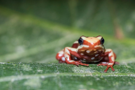 Poison frog