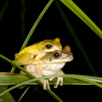 Mating tree frogs