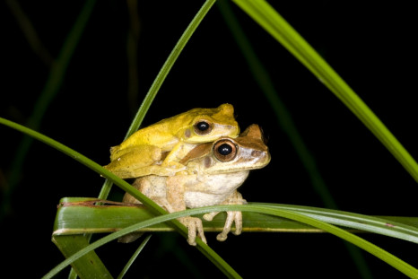 Mating tree frogs