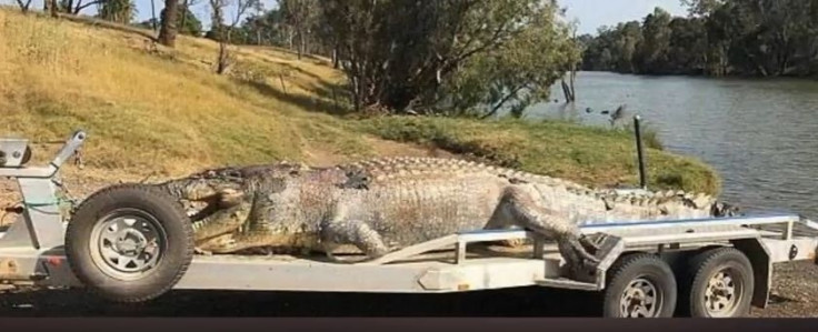 5.2metre crocodile shot dead 5.2metre crocodile shot dead
