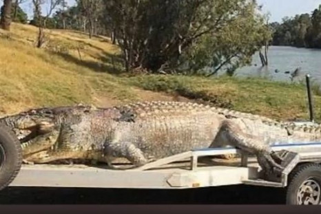 5.2metre crocodile shot dead