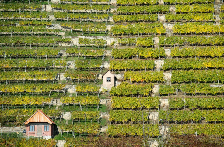 Stuttgart vineyard