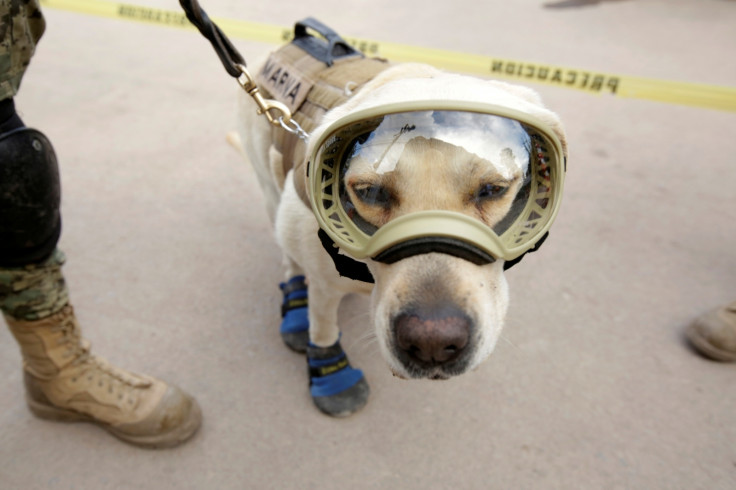 Mexico Earthquake rescue dog Frida